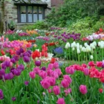 When to Plant Tulips in Florida: Best Time and Tips for Growing