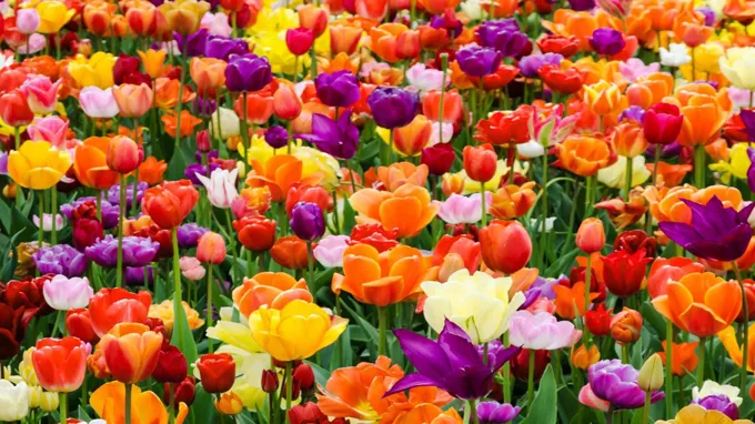 when to plant tulips in pa