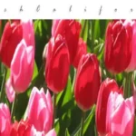 When to Plant Tulips in Southern California: A Gardener’s Guide