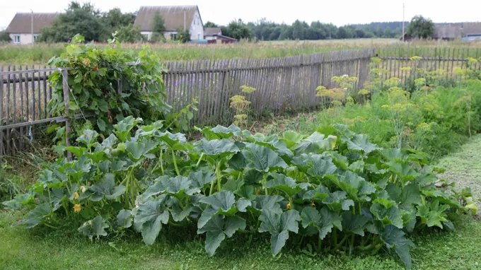 when to plant zucchini in missouri