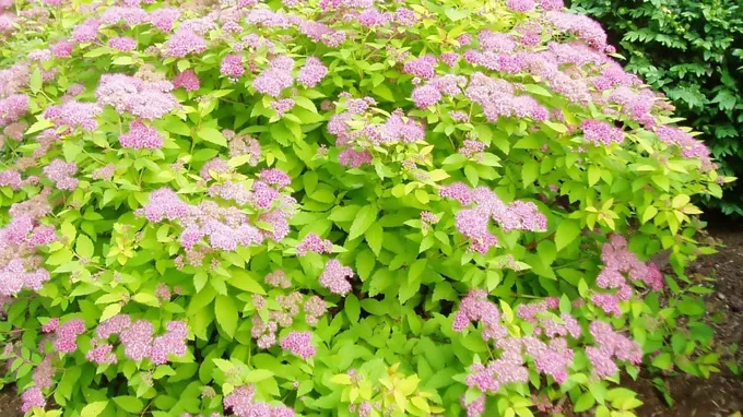 when to prune candy corn spirea