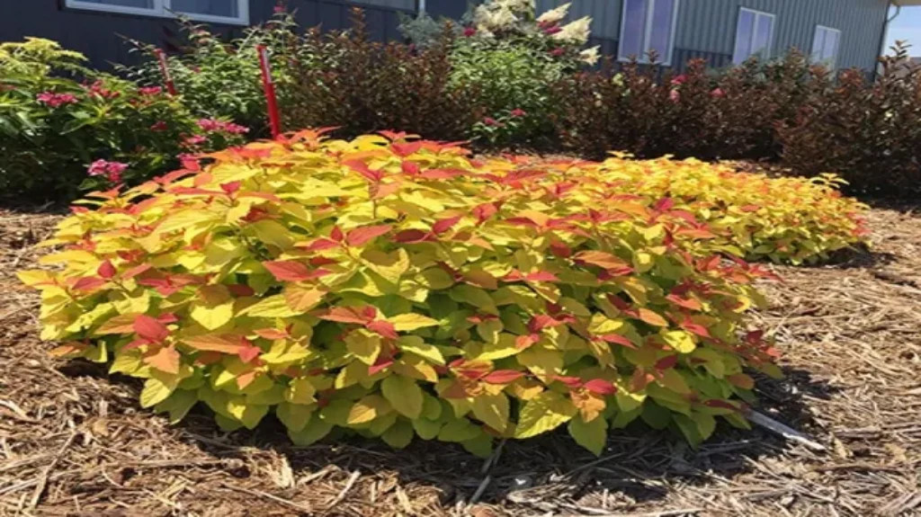 When to Prune Candy Corn Spirea: A Complete Guide for Healthy Growth