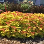 When to Prune Candy Corn Spirea: A Complete Guide for Healthy Growth