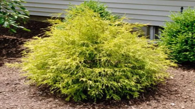 when to prune golden mop cypress