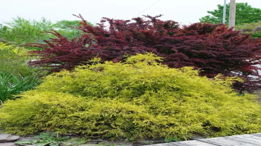 When to Prune Golden Mop Cypress for a Healthy and Vibrant Landscape