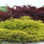 When to Prune Golden Mop Cypress for a Healthy and Vibrant Landscape