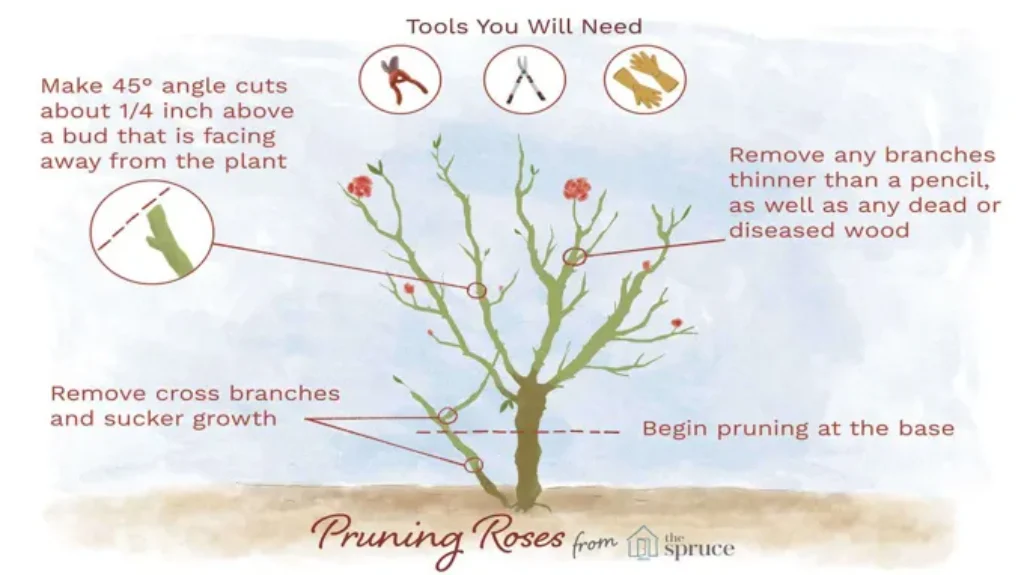 When to Prune Roses in Georgia for Healthy Growth