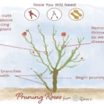 When to Prune Roses in Georgia for Healthy Growth