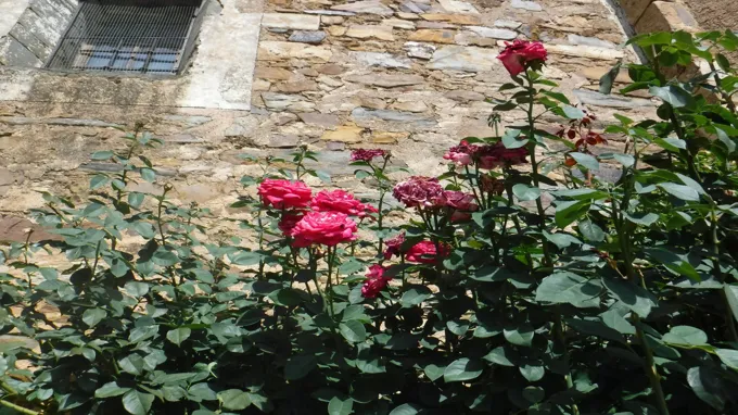 when to prune roses in iowa