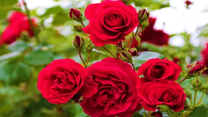 when to prune roses in las vegas