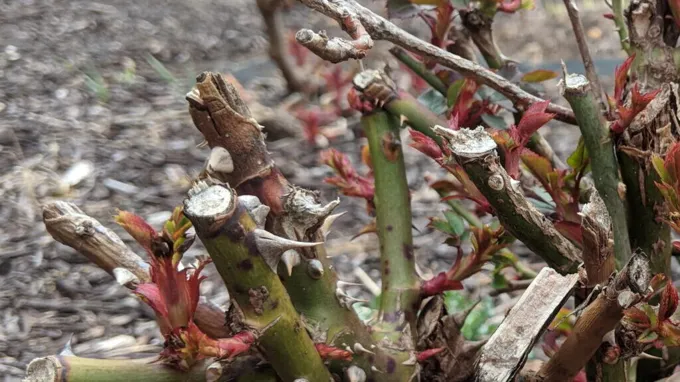 when to prune roses in louisiana