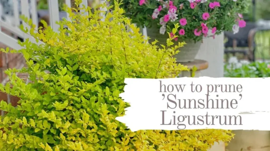 When to Prune Sunshine Ligustrum: A Complete Guide for Healthy Growth