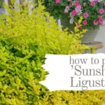 When to Prune Sunshine Ligustrum: A Complete Guide for Healthy Growth