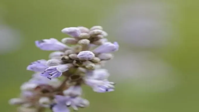 when to prune vitex in texas