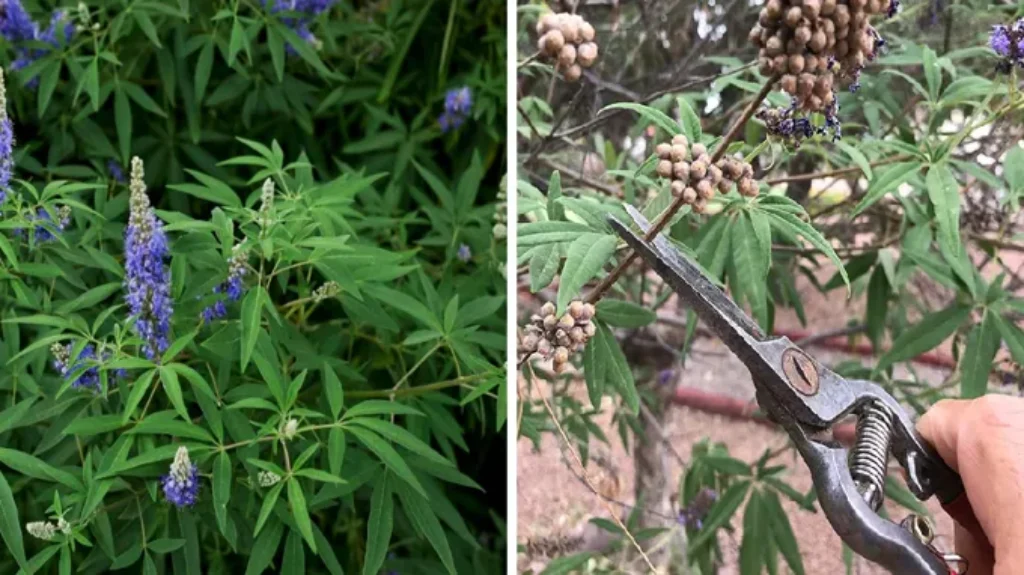 When to Prune Vitex in Texas: Expert Tips for Trimming Your Trees