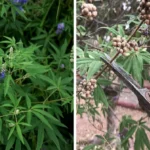 When to Prune Vitex in Texas: Expert Tips for Trimming Your Trees