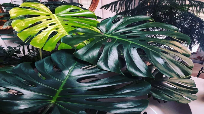 when to repot a monstera