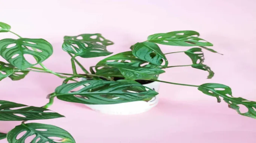 When to Repot a Monstera: Signs, Tips, and Step-by-Step Guide