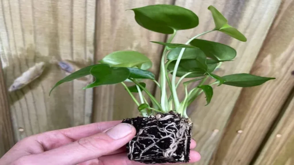 When to Repot Monstera Plant: A Guide for Healthy Growth