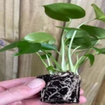 When to Repot Monstera Plant: A Guide for Healthy Growth