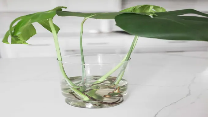 when to repot monstera plant