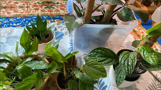 when to repot pink princess