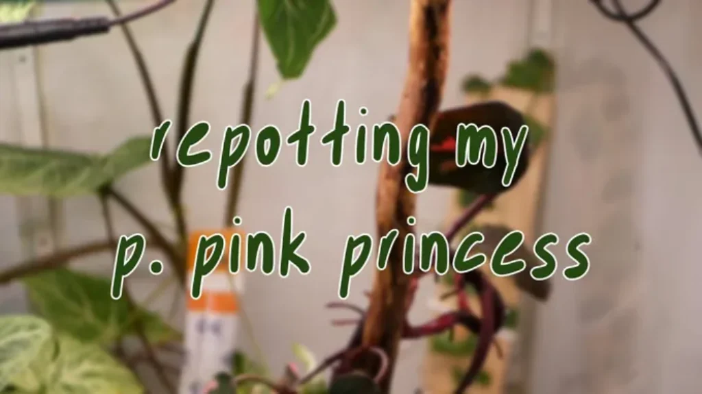 When to Repot Pink Princess: Tips for Proper Transplanting