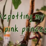 When to Repot Pink Princess: Tips for Proper Transplanting