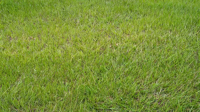 when to seed grass in georgia