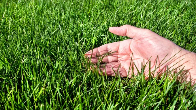 when to seed grass in spring minnesota