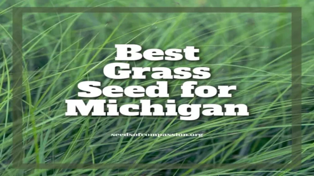 When to Seed Lawn in Michigan: Best Timing for Successful Growth