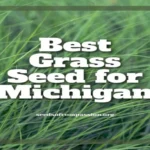 When to Seed Lawn in Michigan: Best Timing for Successful Growth