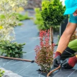 When to Start Landscaping in the Spring: A Beginner’s Guide to Gardening Success