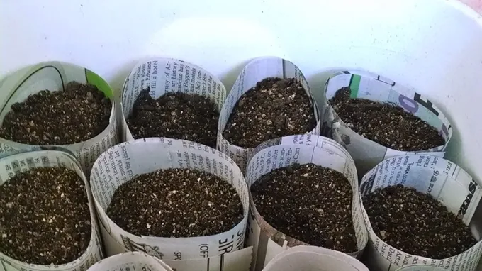 when to start seeds indoors utah