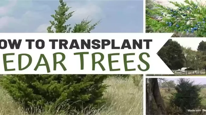 when to transplant cedar trees