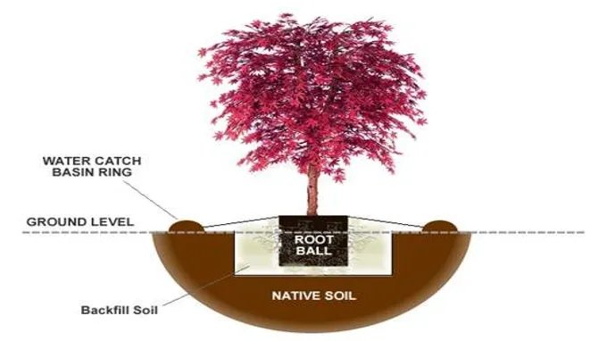 when to transplant japanese maple