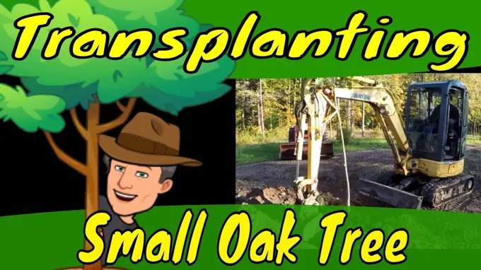 when to transplant oak trees