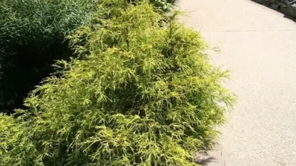 When to Trim Gold Mop Cypress for Optimal Growth: A Complete Guide