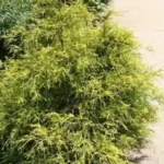 When to Trim Gold Mop Cypress for Optimal Growth: A Complete Guide