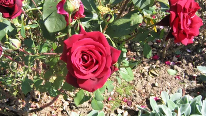 when to trim roses in oregon