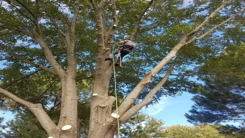 When to Trim Trees in Michigan – Best Time for Tree Trimming