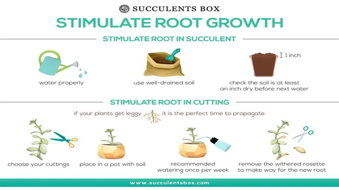 when to use root stimulator