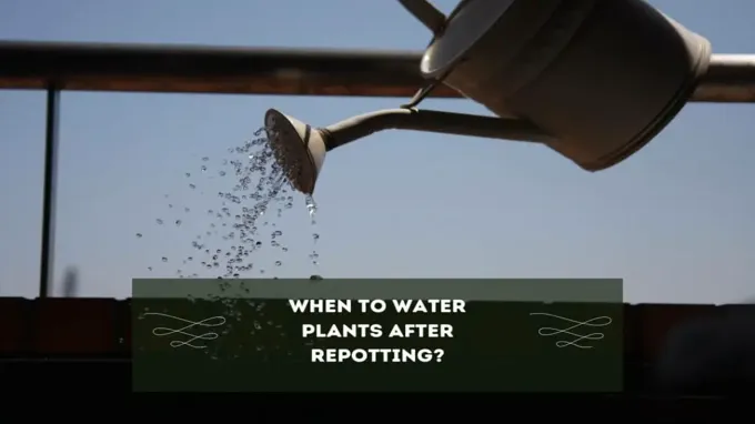 when to water plant after repotting