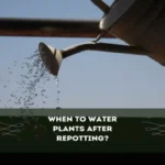 When to Water Plants After Repotting: A Helpful Guide for Plant Care